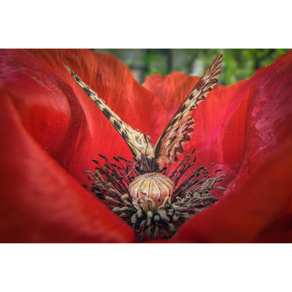 Laowa 15mm f/4.5 Macro Lens (Auto-Aperture) - Image 16