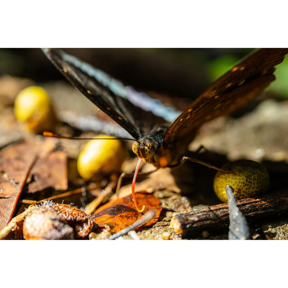 Laowa 55mm f/2.8 Tilt-Shift 1x Macro Lens - Image 12
