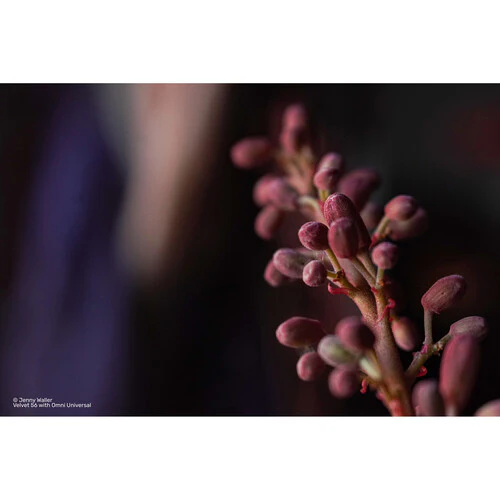 Lensbaby OMNI Universal Expansion Pack w/ Reflections - Image 34