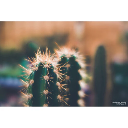 Lensbaby Soft Focus II 50 Optic - Image 9