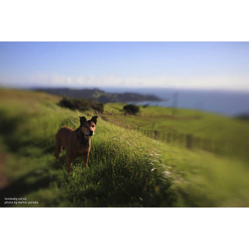 Lensbaby Sol 45 45mm f/3.5 Lens for Canon EF - Image 6