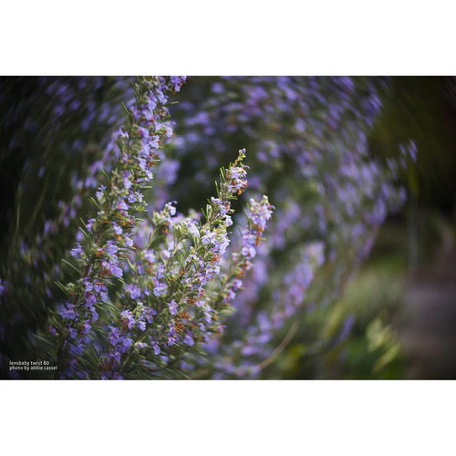 Lensbaby Twist 60mm f/2.5 Lens for Canon EF - Image 3