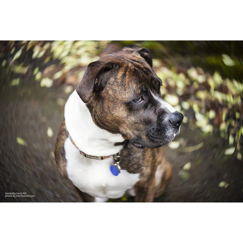 Lensbaby Twist 60mm f/2.5 Lens for Canon EF - Image 5