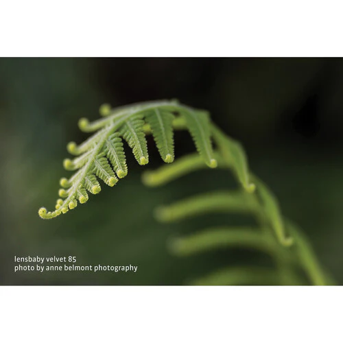 Lensbaby Velvet 85mm f/1.8 Lens for Fujifilm X - Image 13