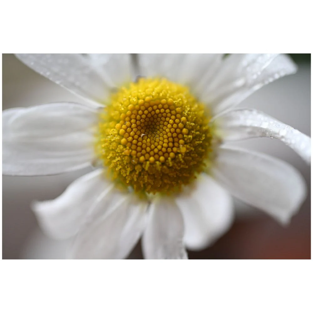 Nikon NIKKOR Z DX Micro 35mm f/1.7 Lens - Image 9
