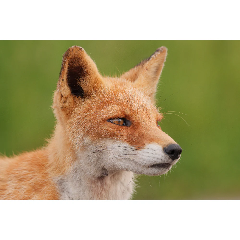 Panasonic Lumix S 100-500mm f/5-7.1 O.I.S Lens - Image 14