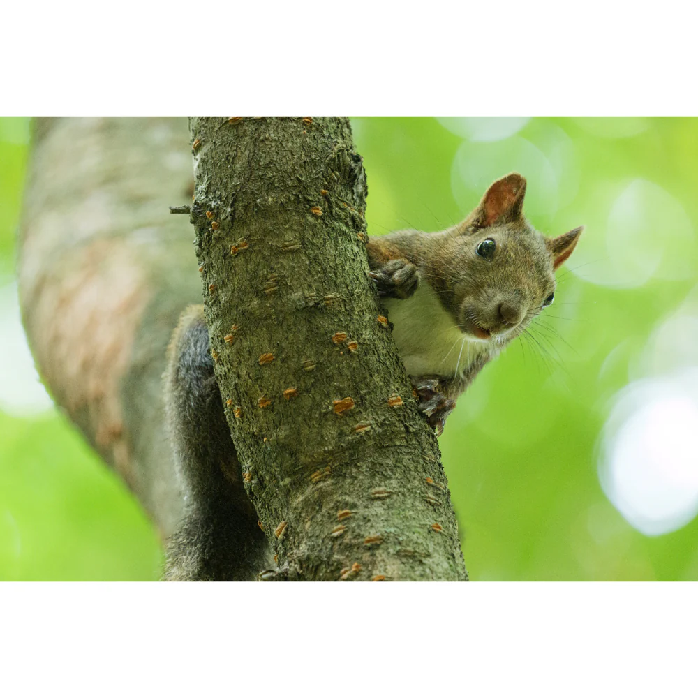 Panasonic Lumix S 100-500mm f/5-7.1 O.I.S Lens - Image 17