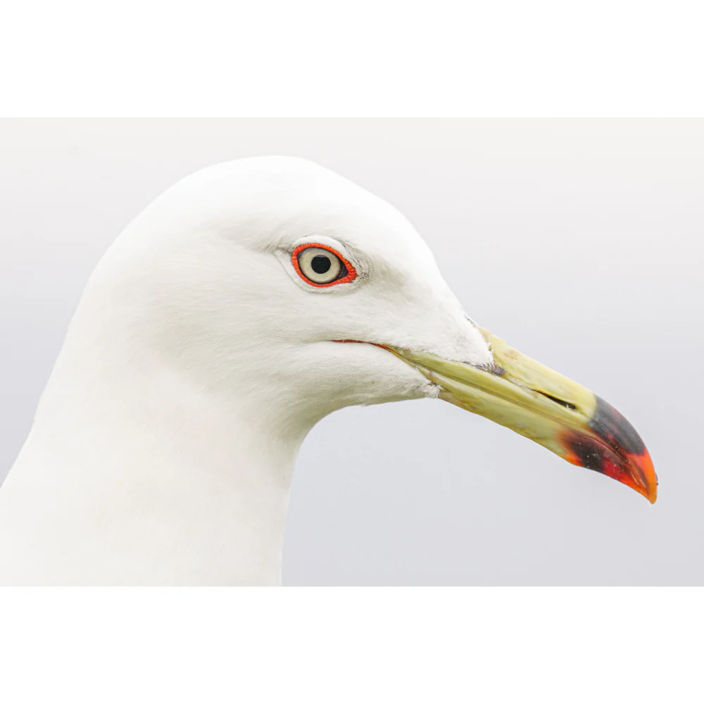 Panasonic Lumix S 100-500mm f/5-7.1 O.I.S Lens - Image 19