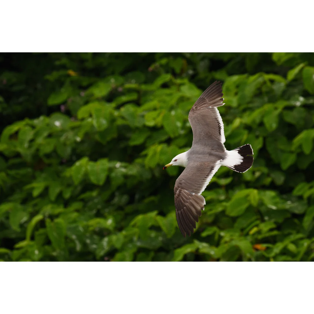 Panasonic Lumix S 100-500mm f/5-7.1 O.I.S Lens - Image 20