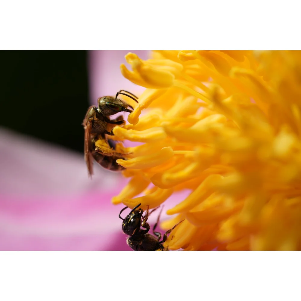 Sony FE 100mm f/2.8 GM Macro OSS Lens - Image 17