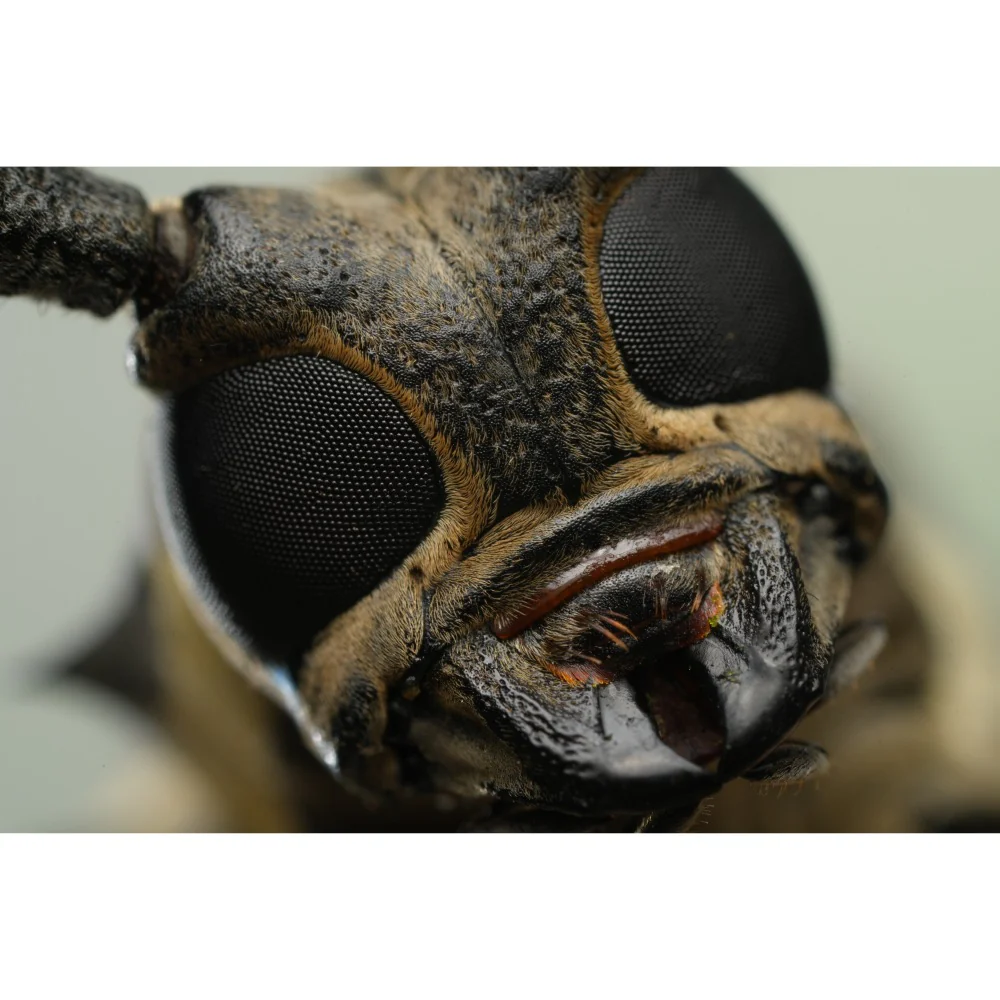 Sony FE 100mm f/2.8 GM Macro OSS Lens - Image 9