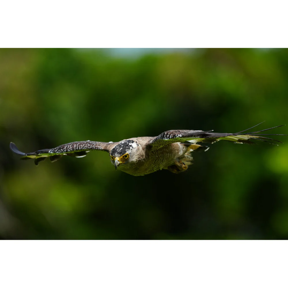Sony A1 II with FE 28-70mm f/2 GM Lens - Image 21