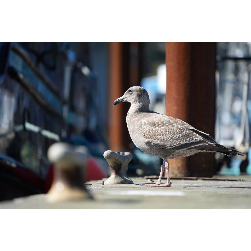 Sony a7 V with 16-35mm F2.8 GM II, FE 24-70mm F2.8 GM II and FE 70-200mm F2.8 GM II Lens - Image 33