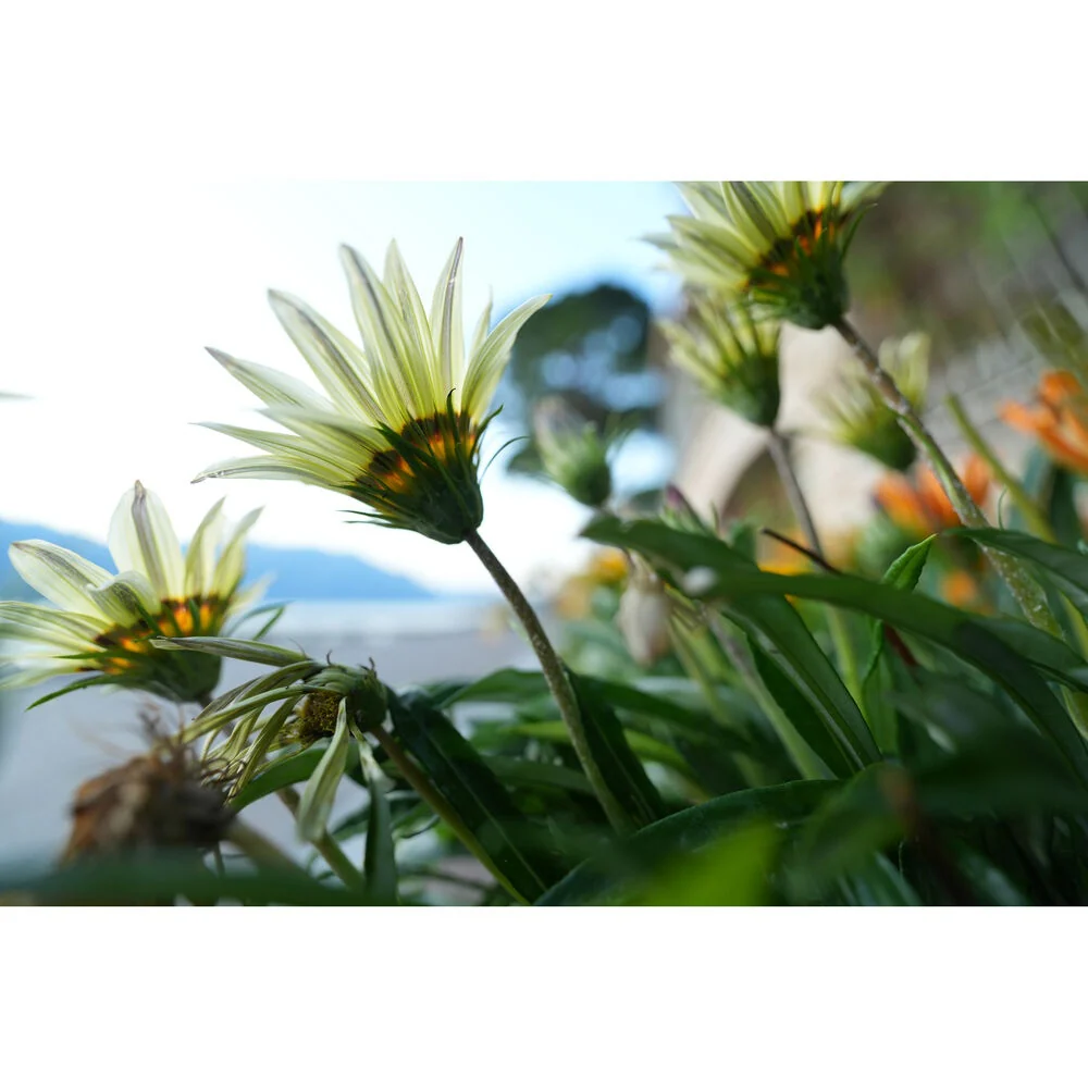 Sony a7S III with FE 24-105mm f/4 G OSS Lens - Image 34