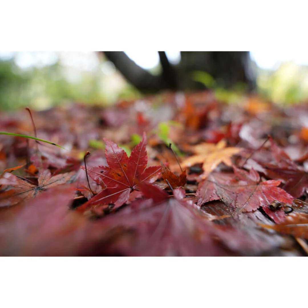 Sony FX30 with FE 16-25mm f/2.8 G Lens - Image 27